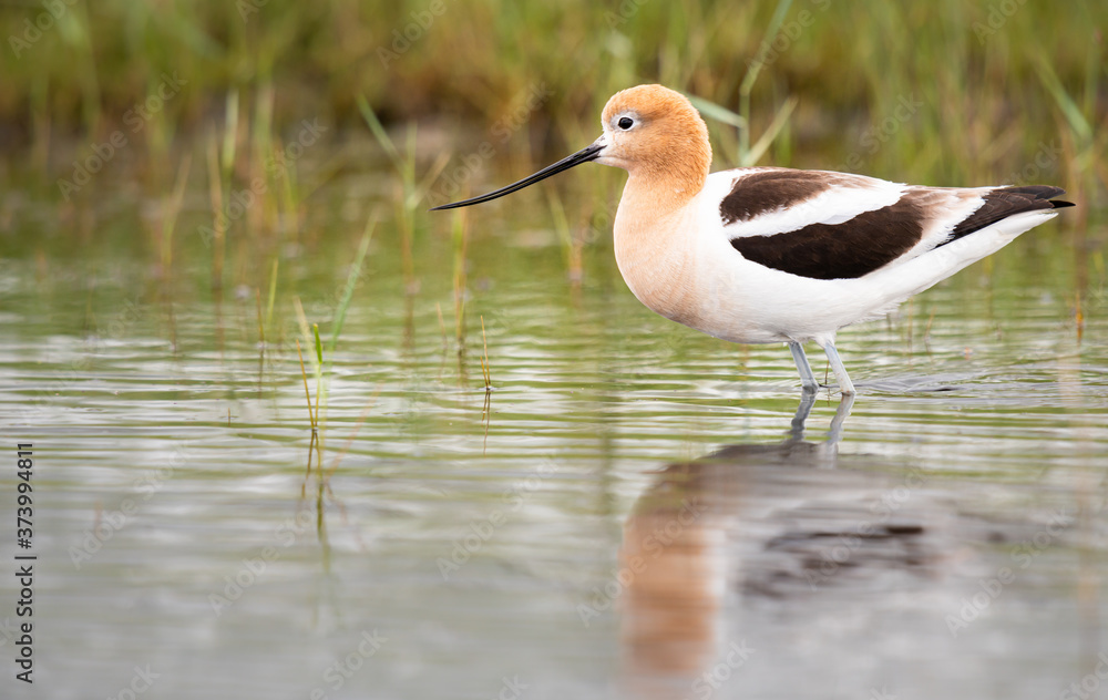Obraz premium Avocet family in the spring