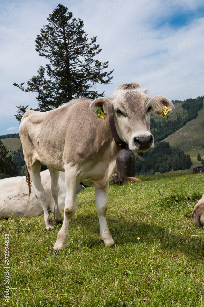 stehende Kuh auf einer Wiese in den Alpen