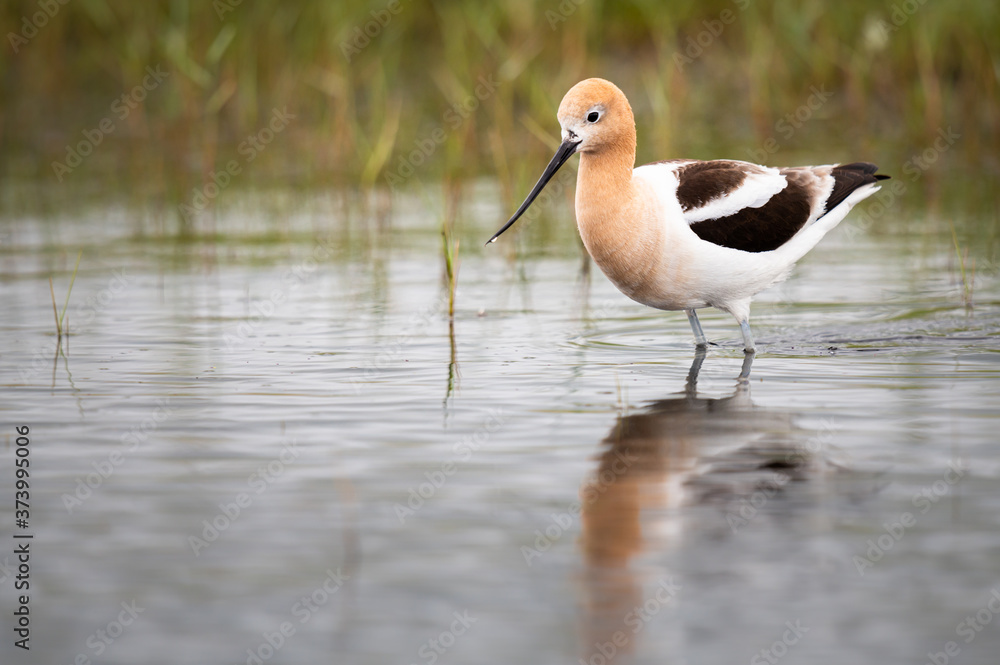 Avocet family in the spring Avocet family in the spring