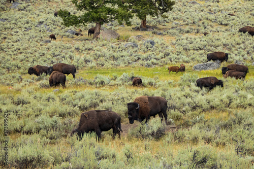 Bison herd in Yellowstone National Park