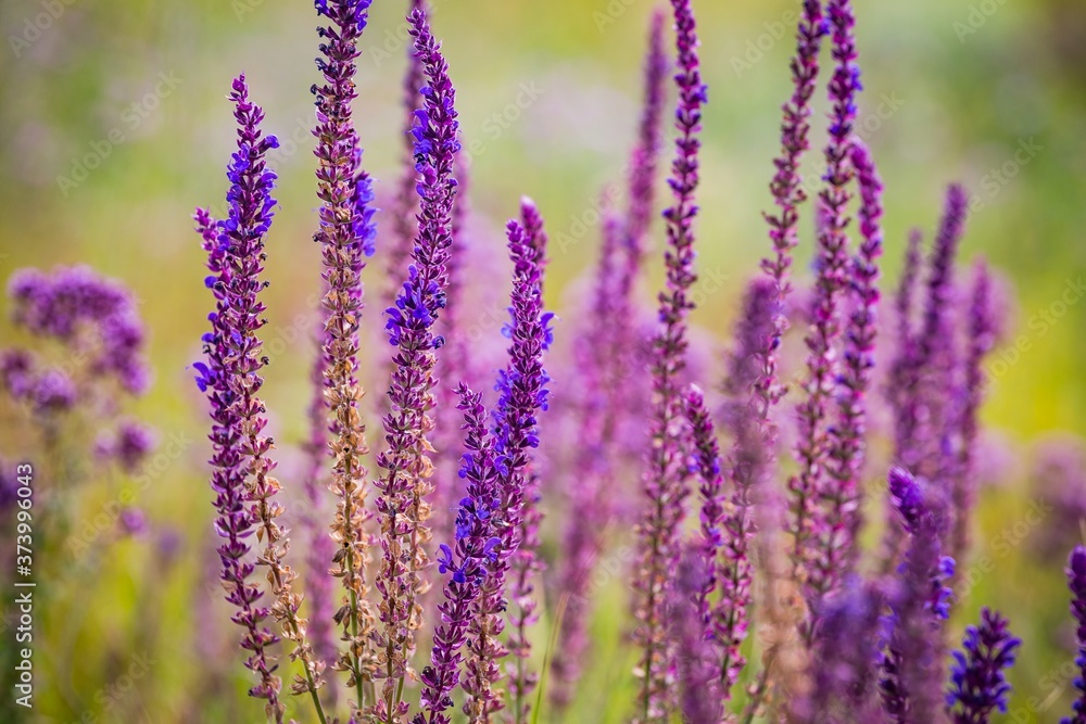 Purple flowers of sage or salvia in sunlight on meadow in summer . Selective soft focus. Blurred background. Purple flowers of sage or salvia in sunlight on meadow in summer . Selective soft focus. Blurred background.