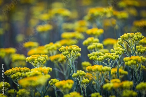 Immortelle yellow flowers closeup. Helichrysum arenarium or dwarf everlast flower.