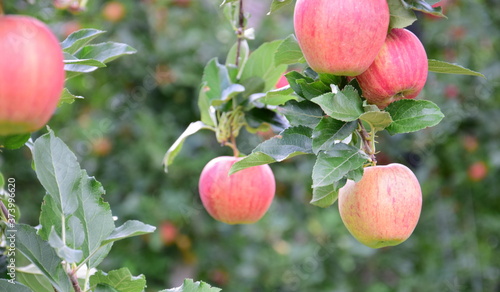 Leckere reife rote Äpfel am Apfelbaum - Apfelernte im Herbst in Südtirol