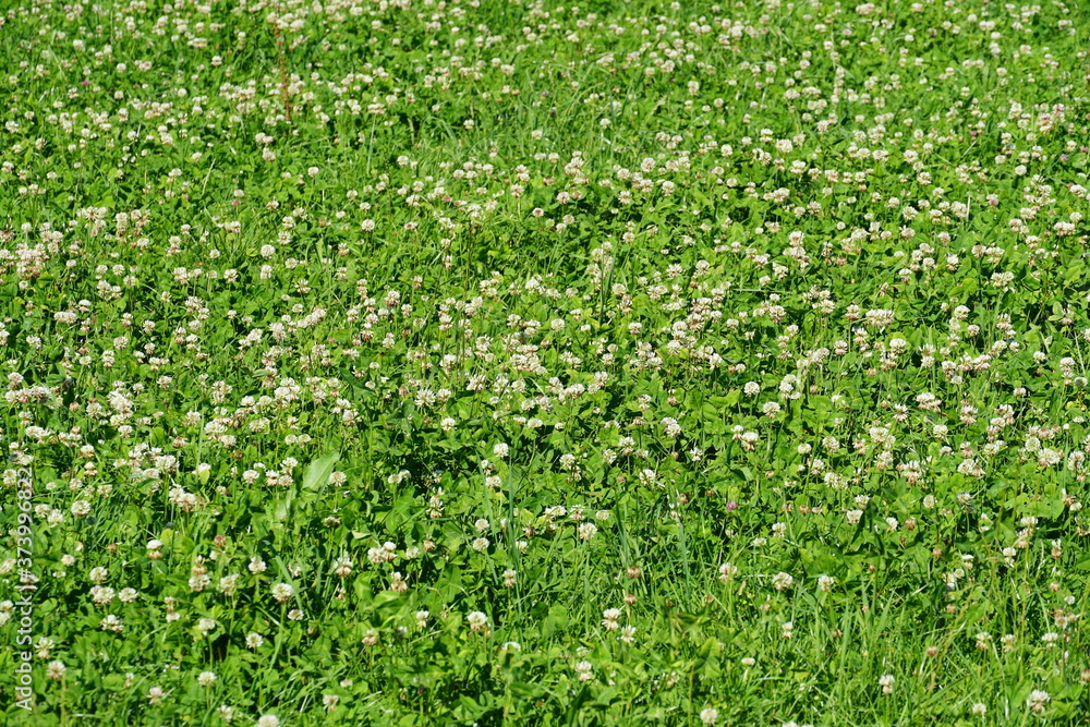 White clover or in Latin Trifolium repens surrounded by green grass can be use as background. Picture was taken during summer sunny day in meadow near forest. White clover or in Latin Trifolium repens surrounded by green grass can be use as background. Picture was taken during summer sunny day in meadow near forest.