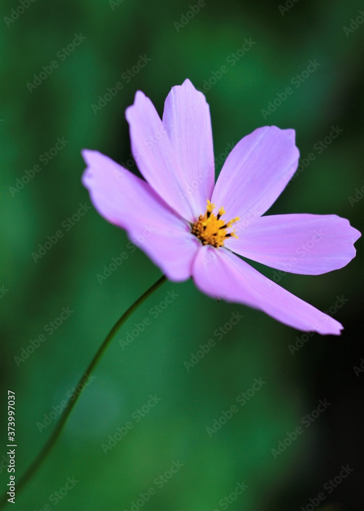 Fototapeta premium pink flower with dew drops