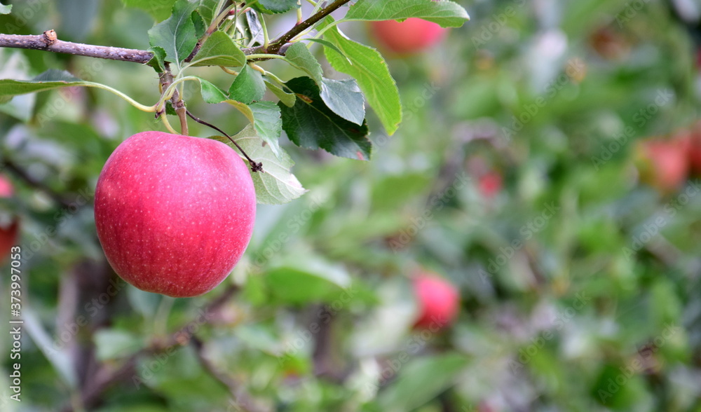 Reife rote Äpfel an einem Ast - Apfelbäume im Sonnenschein im Herbst vor der Apfelernte in Südtirol