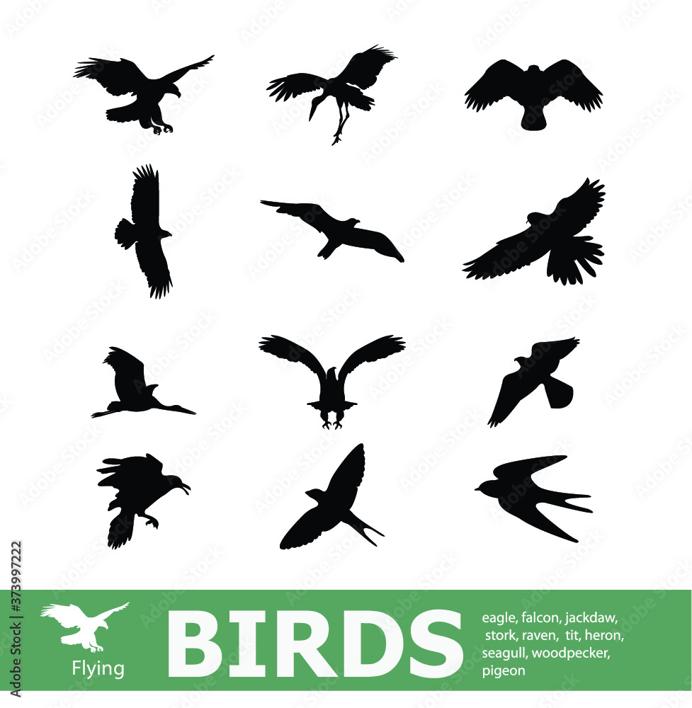 Obraz premium Set of flying birds