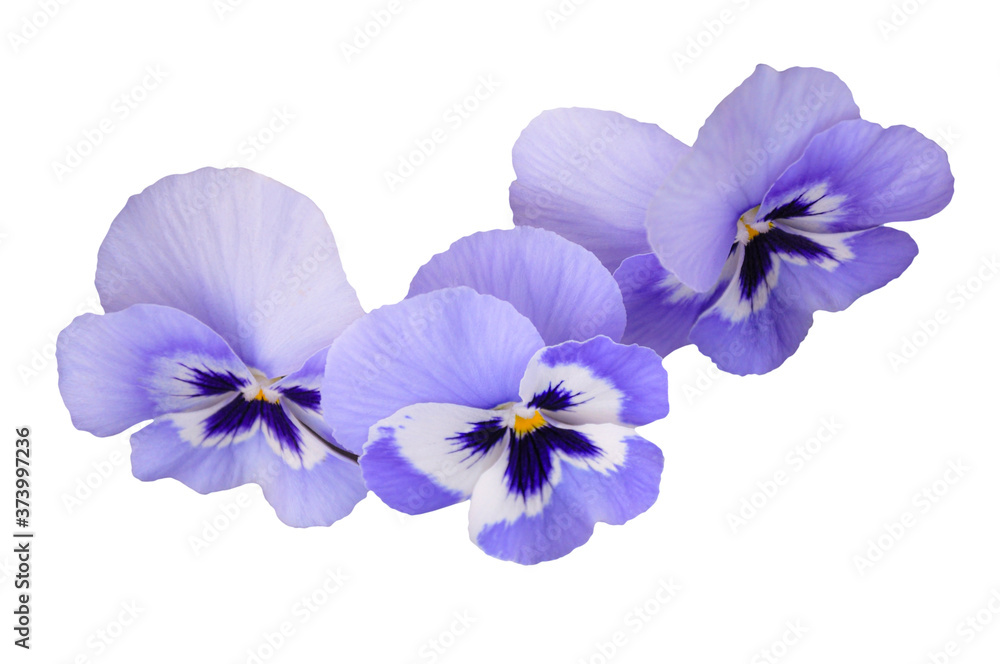 Fototapeta premium Blue pansies on white isolated background