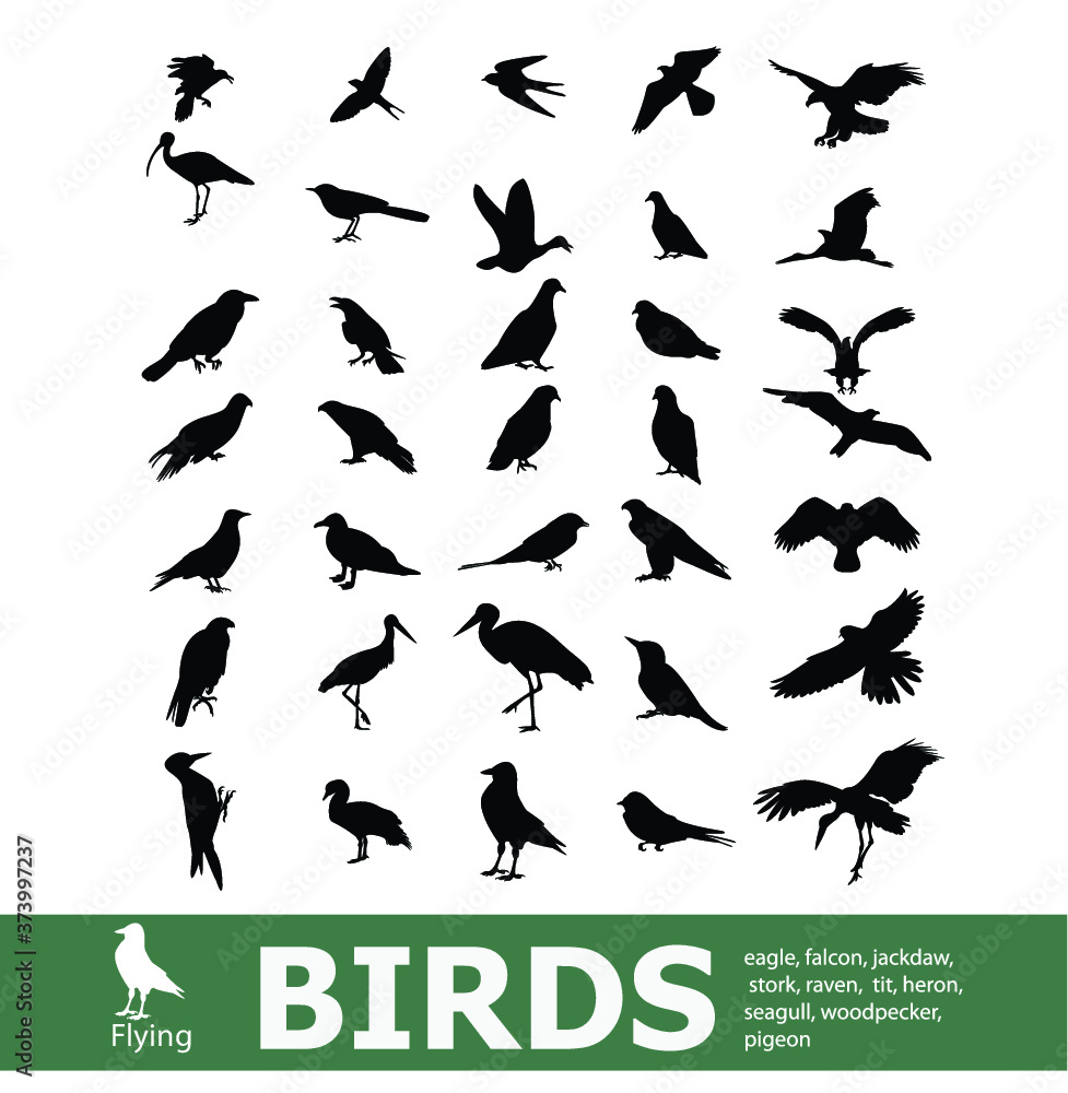 Set of flying birds Set of flying birds