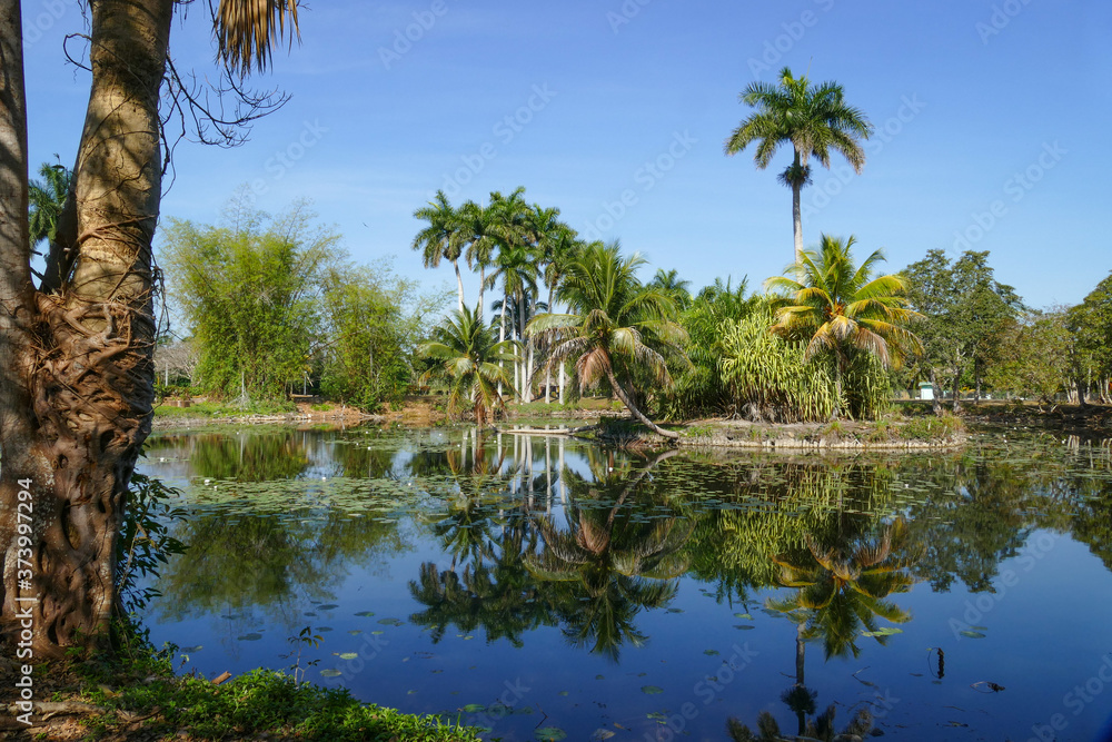 Palm Trees around a Little Lake that Reflects them in Playa Larga, Cuba