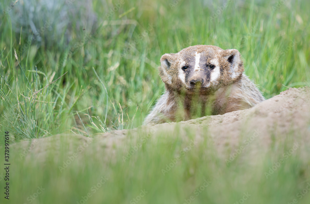 Fototapeta premium Badger