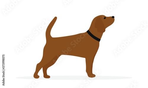 Brown dog with a black collar on a white background