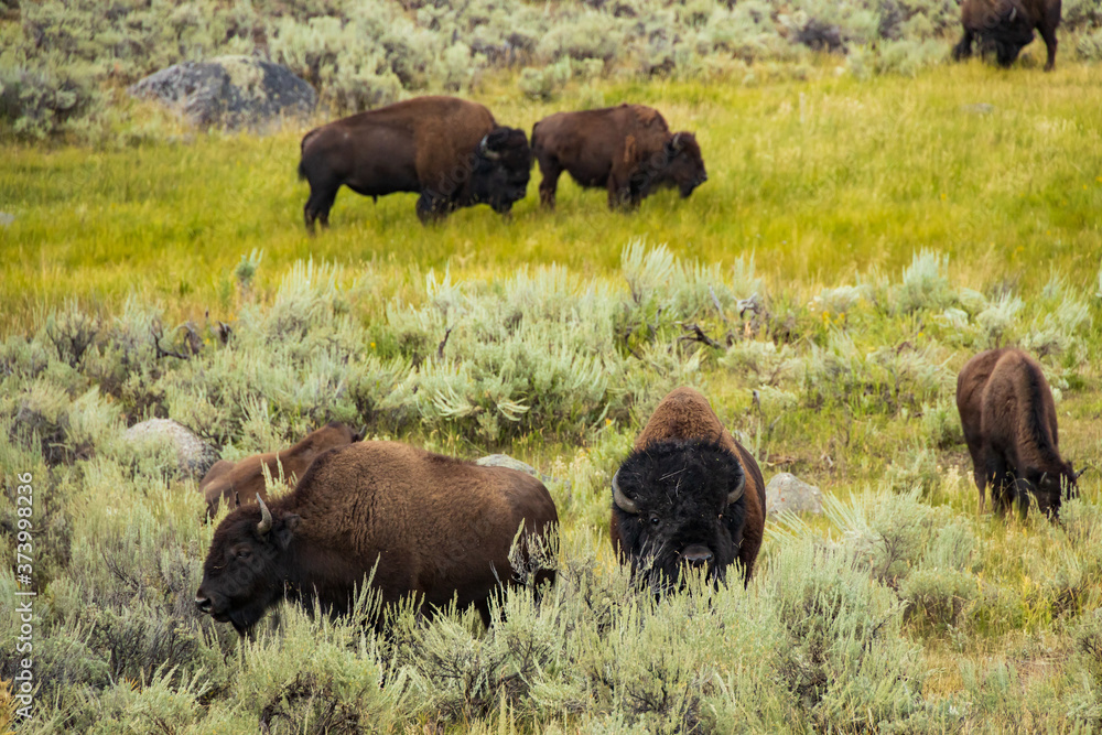 Bison herd in Yellowstone National Park