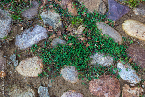 Clover leaves grow on rocks under the sun