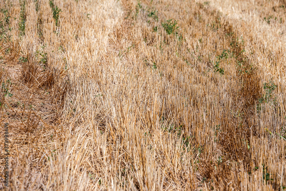 Fototapeta premium Mown grass on the field in summer.