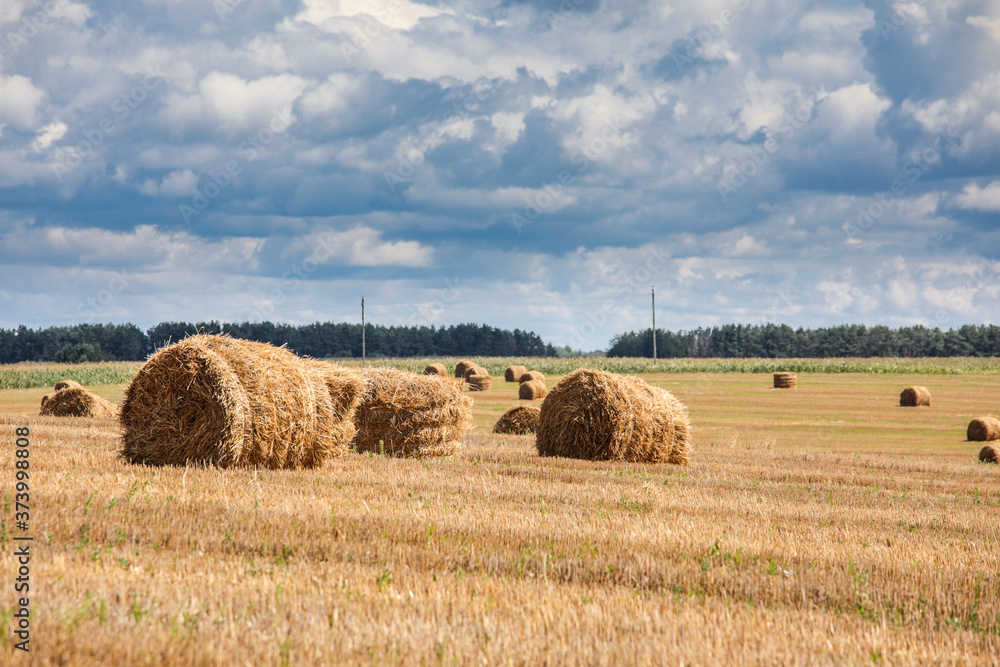 Haystacks in rolls on the field in the summer.