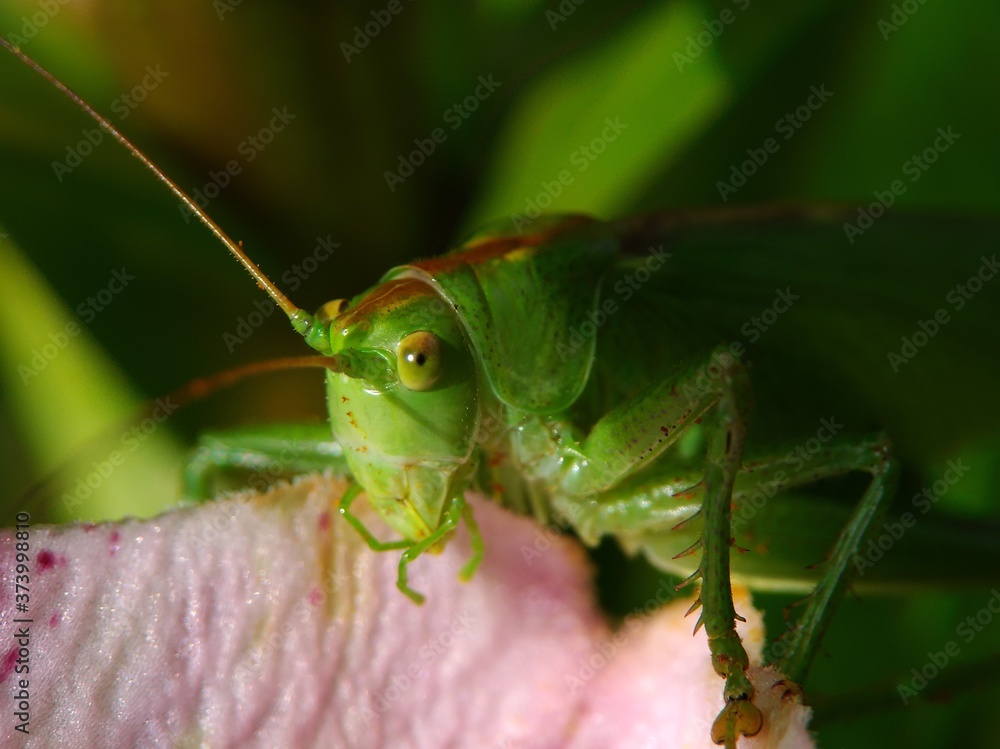 Fototapeta premium grasshopper on a leaf