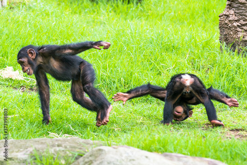 Obraz na plátně Two baby Chimpanzees playing.