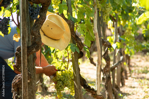 farmer working in the vineyard harvesting the grapes photo