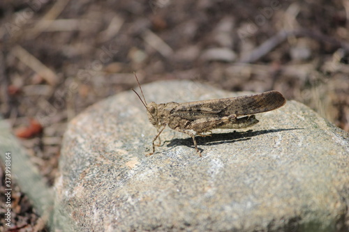 Grasshopper on a Rock © Lisa Basile Ellwood