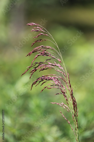 Purple grass