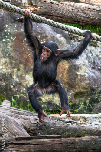 Young Chimpanzee swinging from a rope. Fototapeta