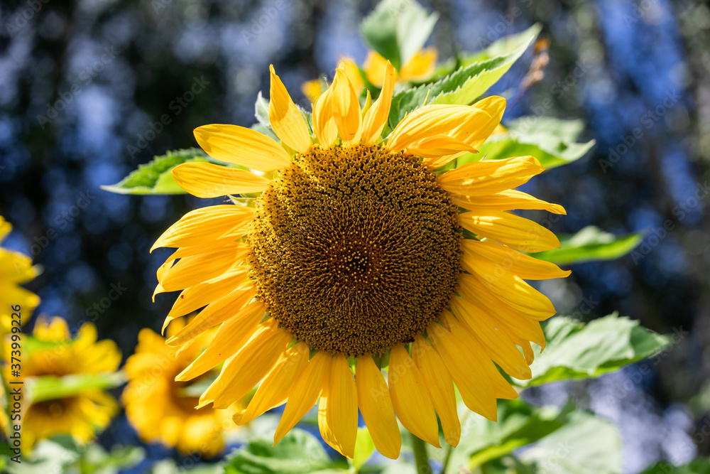 Fototapeta premium Beautiful yellow sunflowers in the garden in summer.