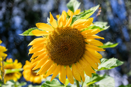 Beautiful yellow sunflowers in the garden in summer. © Studiomiracle