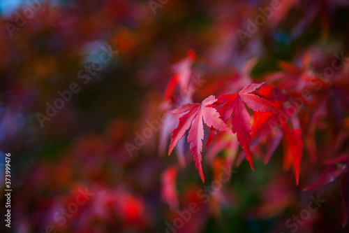 赤く色づいた紅葉の葉