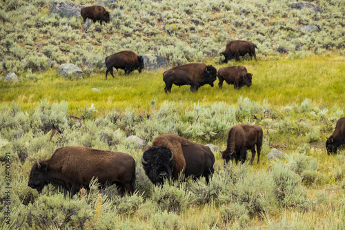 Bison herd grazing in Yellowstone National Park