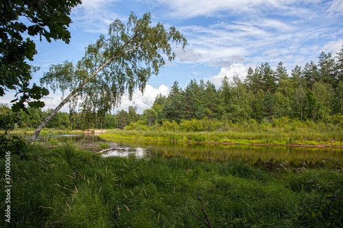 River in the forest
