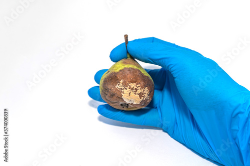 фотографія Rotten and rotting pear with mold, isolate on a white background
