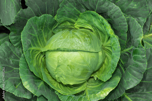 Head of fresh ripe cabbage with green leaves in the garden