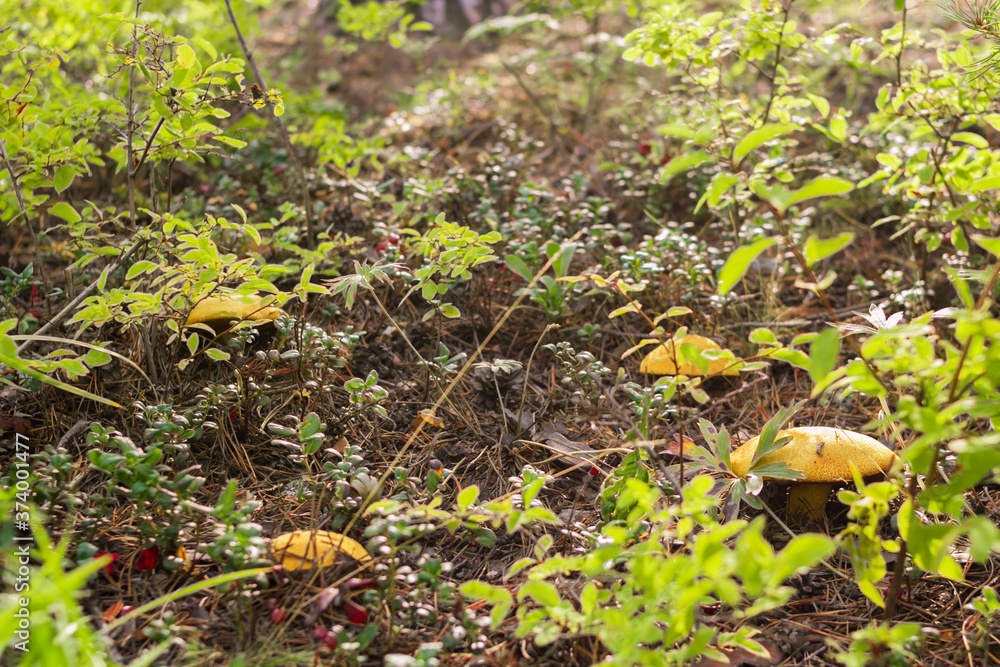 Group of mushrooms boletus, suillus luteus, in shrubs in the coniferous forest at sunny morning, mushroom picking season Group of mushrooms boletus, suillus luteus, in shrubs in the coniferous forest at sunny morning, mushroom picking season