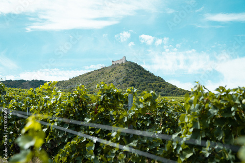 Vineyard in Moravia Pálava