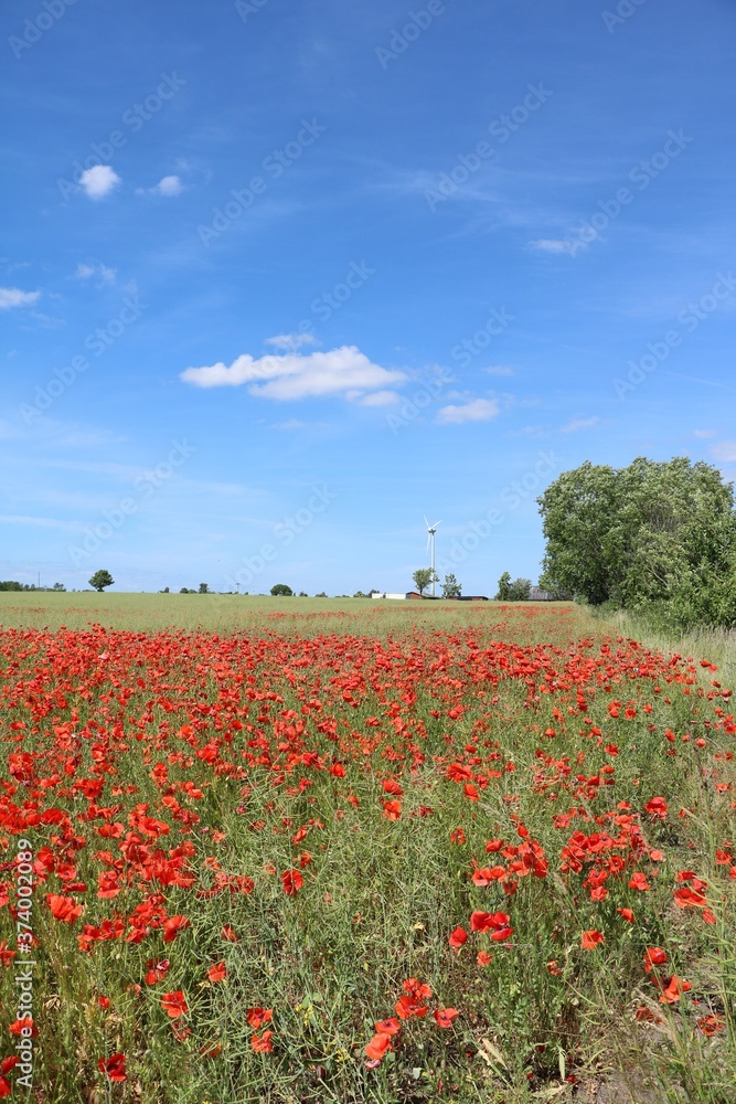 Poppy field in summer at Öland, Sweden