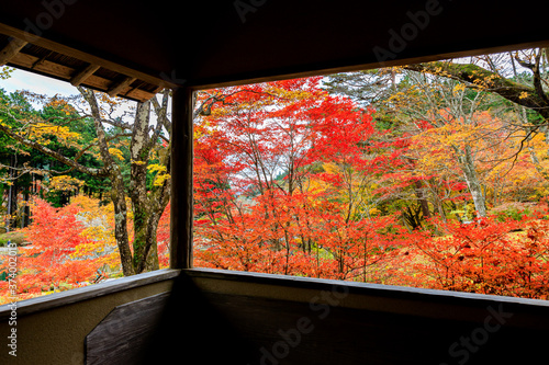 窓から見た美しい紅葉