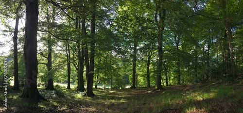 Bilde på lerret Panoramic of Irish native woodland, primary forest