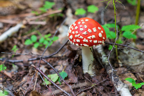 Bright red mushroom fly agaric in the forest.