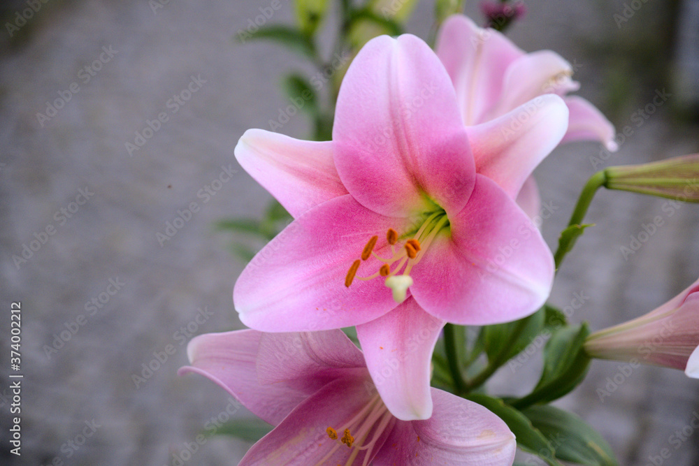 Fototapeta premium Lilia