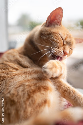composición vertical. Primer plano de gato atigrado de color marron lamiendo su pata 3 © magui RF