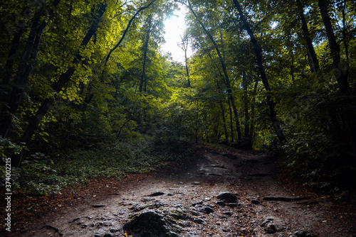 Bright beam of light in green forest