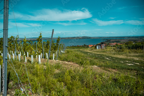 Vineyards in Southern Moravia