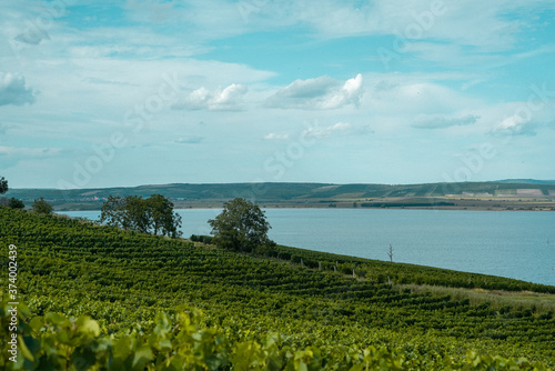 Vineyards in Southern Moravia