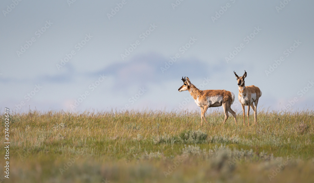 Naklejka premium Pronghorn
