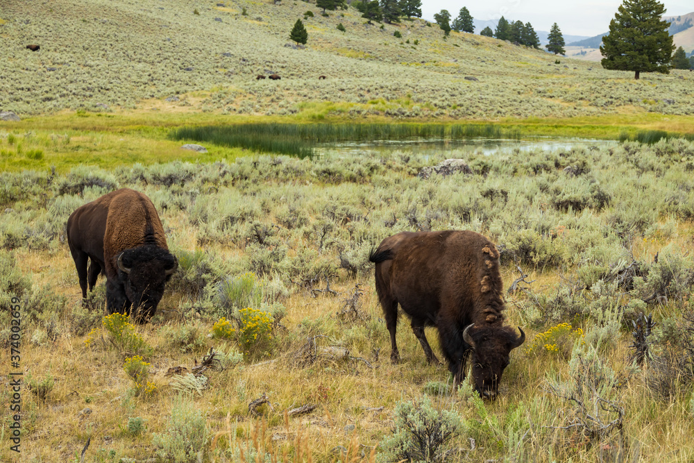 Bison grazing in Yellowstone National Park Bison grazing in Yellowstone National Park