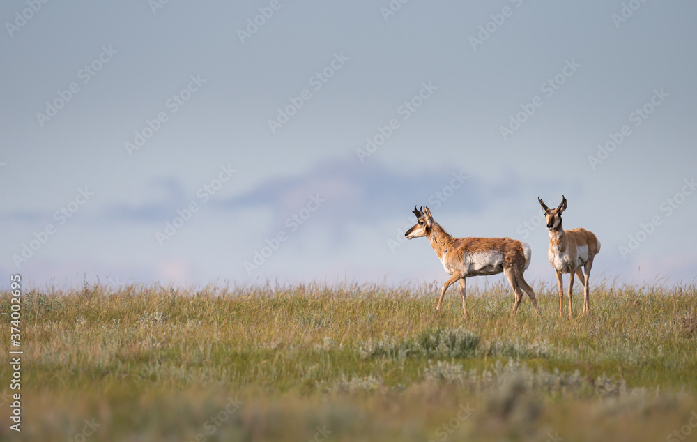 Pronghorn Pronghorn