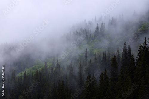 Foggy forest of the pine trees. Landscape with high mountains. The early morning mist. Summer day. A place to relax in the Carpathian Park. Natural landscape. Free space for text.