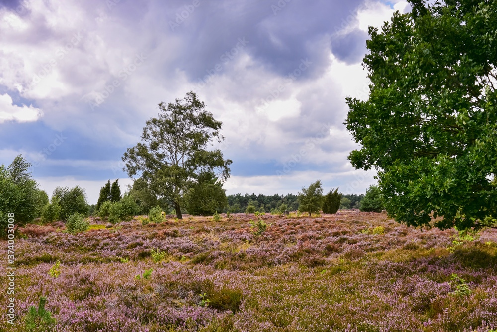 Heidelandschaft, Heideblüte, lila, Landschaft, Lüneburger Heide Heidelandschaft, Heideblüte, lila, Landschaft, Lüneburger Heide