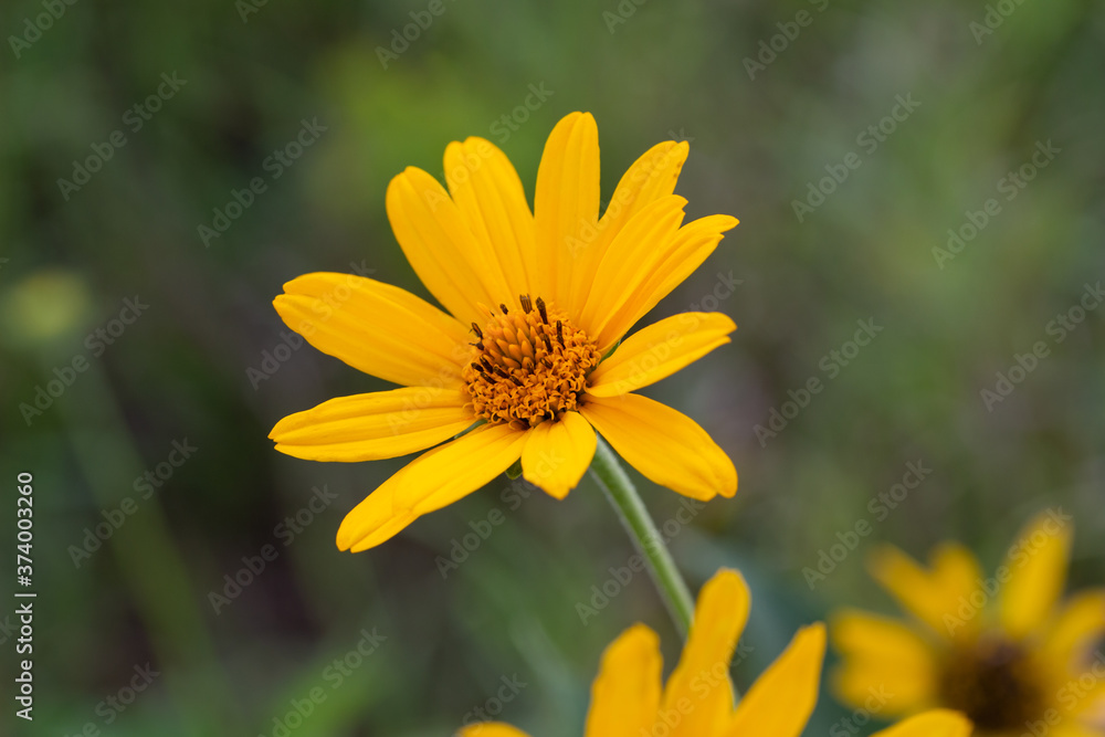 Macro art view of a single yellow hairy sunflower (helianthus hirsutus) wildflower blooming in a sunny North American prairie, with defocused background Macro art view of a single yellow hairy sunflower (helianthus hirsutus) wildflower blooming in a sunny North American prairie, with defocused background